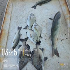 병산 감성돔 농어 숭어 선외기흘림조황~~