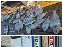 [거제] 흘림참돔 5짜4짜이하 마릿수 좋습니다