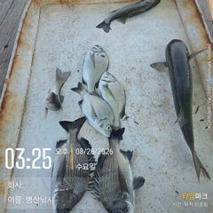 [고성] 병산 감성돔 농어 숭어 선외기 흘림조황~
