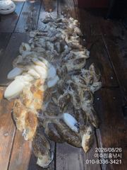 <여수청홍낚시>8월26일 여수 가을갑오징어 첫 탐사 조황 소식.(본시즌시작을 알립니다)