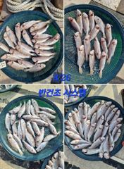8/26 화이트굴비 백조기 열낚조사님 기본 100수 ~ 170수 ... 홍원항 뉴해양호