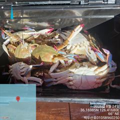 백/쭈/갑조황 - 8월24일 홍원항 백두산호 꽃게 조황입니다.. - 홍원항 백두산호,배낚시,바다낚시