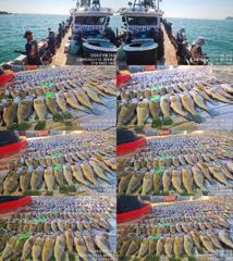 ♥붉바리들..이정도는 잡아봐야지요 대박 붉바리조황입니다[2026년08월26일] ◎ 해마루호가 뜨는이유? 조황때문이죠 ◎ 핵심포인트: 바로진입.. 바로히트.. ▣ 차원이 다른 조황으로 모십니다 ▣ 요즘 붉바리낚시가 대세입니다
