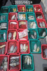 진해 무늬팁런 24일 씨알마릿수 손맛굿 장원  14수
