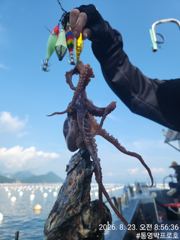 통영박프로호 돌문어 조황