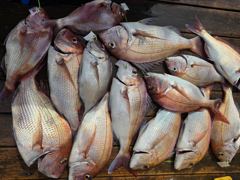 오늘의 조황 - [모닝스타호] 8월 26일 참돔 타이라바 조황 - 영흥도 배낚시 영동2호낚시