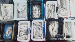 조황정보 - 8/26 백조기 조황 - 무창포선상낚시