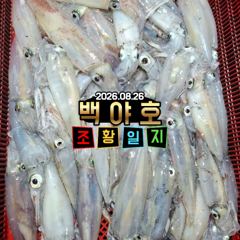 8.26 제주 백야호 한치.갈치 조황