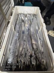 [[제주 뉴그린호(1호) 8월 27일 야간갈치 조황]]