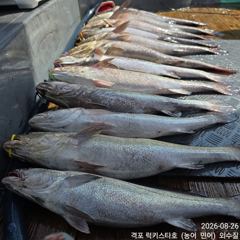 오늘의조황 - 8월 26 격포럭키스타 15분 씨알 굳조황 - 격포 럭키스타호