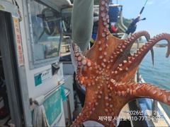 [진해] "돌문어" 완전초보자님들도 마릿수 조황좋아요~^^(예약가능)