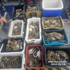루어조황 - 꽃게낚시~♪ 8 . 23( 일요일 ) [[[ 무창포프로낚시 ]]] <<<<<< 빅 마 린 >>>>> 꽃 게 조황보고.... - 무창포 프로낚시 - 배낚시 바다낚시 선상낚시 전문