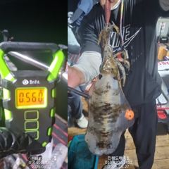 [진해] 팁런무늬오징어 26일 조황 오늘예약가능