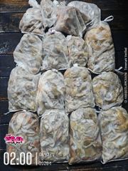 [8월 26일] 군산 뉴세븐호 야간문어 조황 - 키로오버도 등장! 전원 손맛 보고 입항 | 오늘 야간문어 자리 있습니다