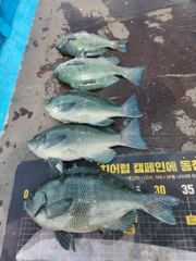 신풍호 오전 벵에34외조황