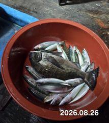 [마산] 마산 원전 선상낚시터 수요일 야간 조황