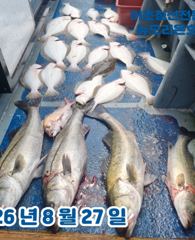<뉴오리온호> 생미끼 대박 조황(27일)-3분 모시고 황제낚시 다녀왔습니다.