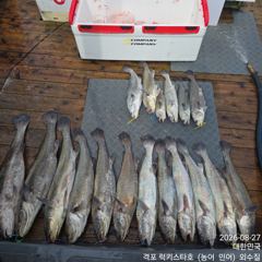 오늘의조황 - 8월 27일 격포럭키스타 8분 민어 굳조황 - 격포 럭키스타호