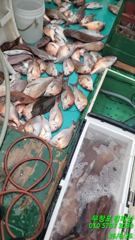 오늘의 조황 - 26일 조항입니다 - 무창포 킹피싱