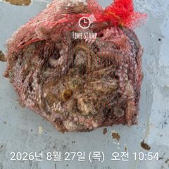 암초 포인트 문어 낚시