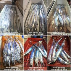 (여수 드림스타)왕갈치사냥 나갑니다. 용가리 집중 공격!~~~