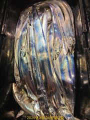 준내만갈치 텐빈 금요일 예약가능