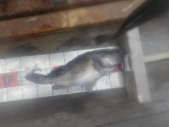 삼길포 만석좌대 8월 27일 자연식 조황 입니다
