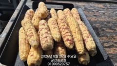 군산 프로호 8월26일 광어다운샷 조황입니다!
