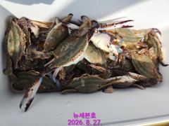 군산 뉴세븐호 8월27일 주간꽃게낚시 조황보고!! 31일까지 쭈욱꽃게출조~!!