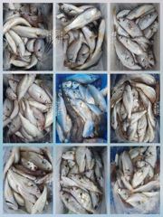 [무창포아파치호] 8월27일(목), 먼바다 왕백조기 조황. 돌문어와 참돔은 뽀너스~ㅎ 내일(28일,금)도, 주말 토.일도 쭉~ 정상출조, 자리여유, 전화주세요~ 010-8422-0866.