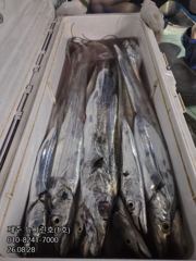 [[제주 뉴그린호(1호) 8월 28일 야간갈치 조황]]