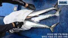 대삼치 퍽퍽합니다디