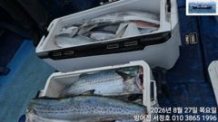 울산권 대삼치 퍽퍽합니다