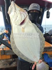 28일, 날마다 대박~대광어"농어,우럭,등~오늘도 넘 잘나오고 있어요~실시간~"외수질-8월 평일, 선비 빅이벤트(선비8만)"~~ 군산 범고래호
