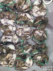 27일 뉴라이브호 야간꽃게낚시 왕대박 마무리조황 오늘도갑니다~~