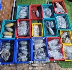 팁런무늬오징어 27일 출조조황입니다