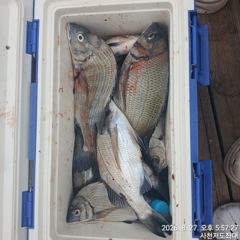 [사천] (사천저도좌대&펜션)8월27일 저도좌대 조황