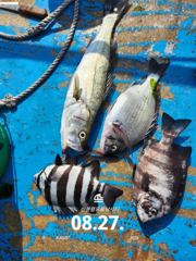 [사천] 삼천포 산분령 유료낚시터 8/27 조황입니다!