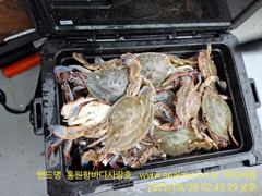 꽃게 낚시 조황 입니다 (바다사랑호 홍원항)