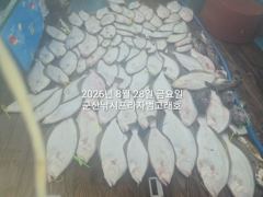 28일, 날이면 날마다 쏟아지는 대광어들. 웬 광어가 이리도 나오는지~내일도 갑니다~ 군산 범고래호