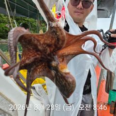 문어 평균 11마리