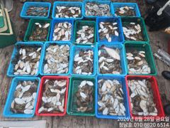 오늘의조황 - 청남호 8월28일 갑오징어 탐사 조황입니다 - 청남호,뉴청남호,안면도,영목항 ,선상낚시,청남낚시마트,