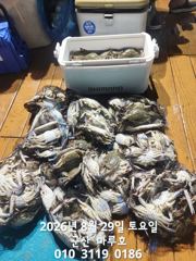 ★★ 8/28 [군산 대일피싱]마루호 꽃게조황 소수 인원으로 풍족하게 잡았습니다. 