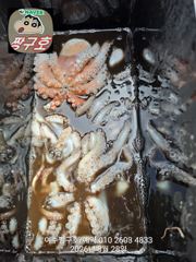 여수 짱구호 8월28일(금)  문어(총100여수)조황 