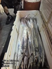 [[제주 뉴그린호(1호) 8월 29일 야간갈치 조황]]