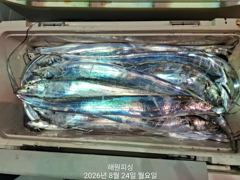 준내만갈치 씨알급으로 일요일예약가능합니다