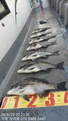 크고 많습니다ᆢ감성돔