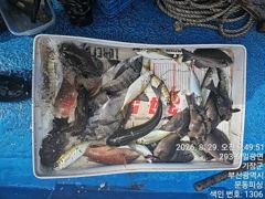 문동 피싱호 금일 오전 조황