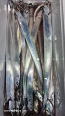 [마산] 구산면 썬피싱 ㅡ 내만갈치 조황