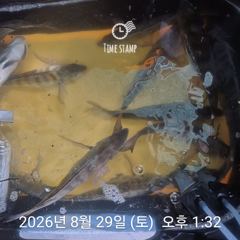 [거제] 라이프레져 감성돔흘림 돌문어 선외기조황